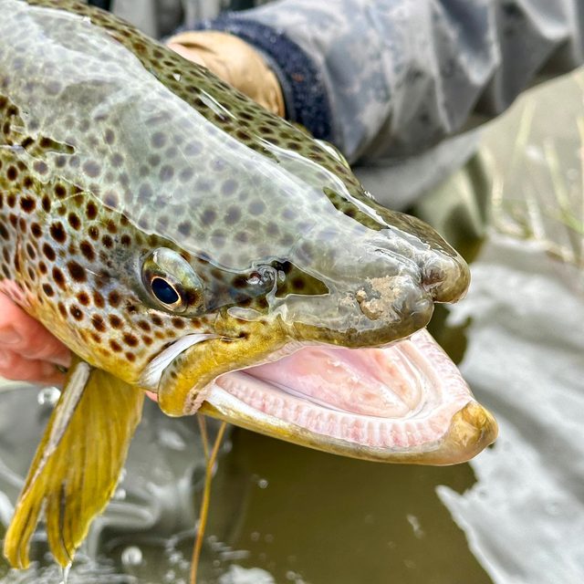 Wild brown trout up close